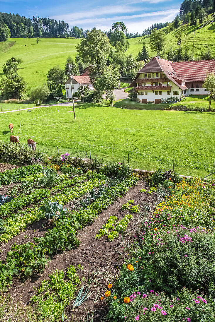 Schwarzwald-Bauernhof im Bärenbachtal, Mühlenbach, Schwarzwald, Baden-Württemberg, Deutschland
