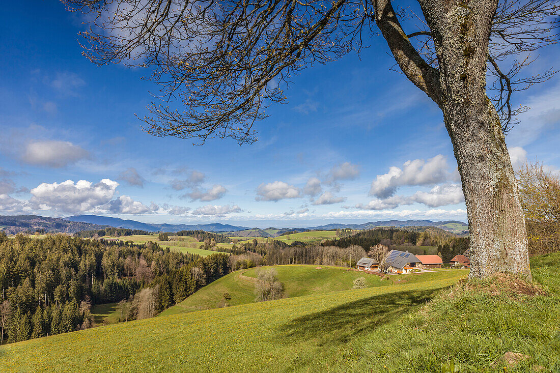 Landschaft im Hochschwarzwald bei Breitnau, Schwarzwald, Baden-Württemberg, Deutschland