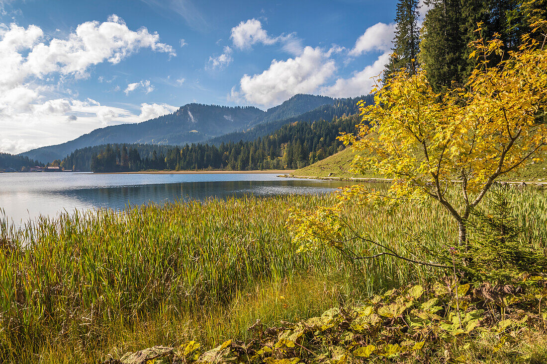 Autumn mood on the northern shore of Lake Spitzingsee, Upper Bavaria, Bavaria, Germany