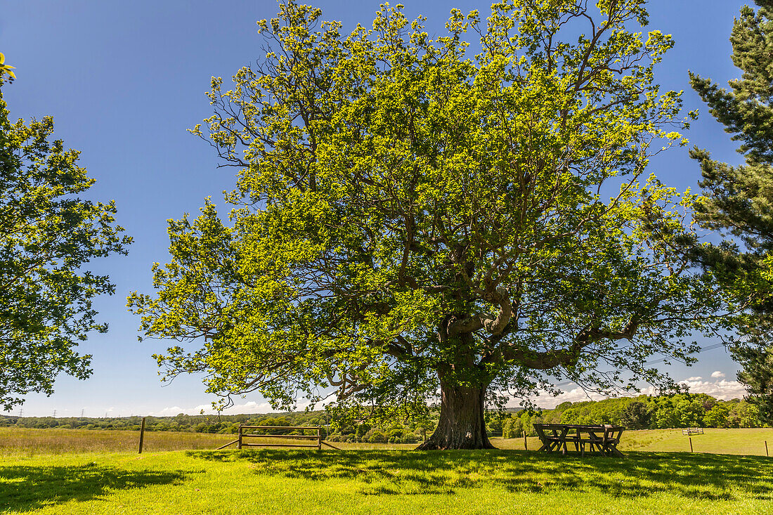Ancient oak tree in Sheffield Park Garden, East Sussex, England