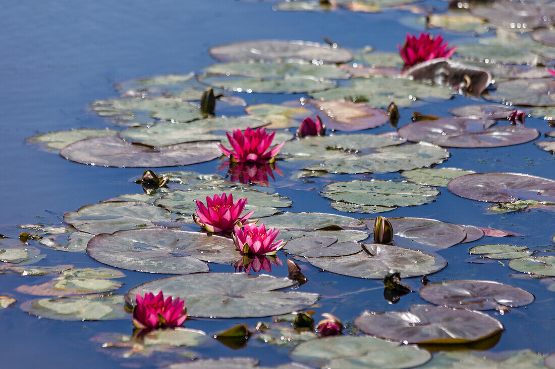 Seerosen im Teich, Sheffield Park Garden, East Sussex, England