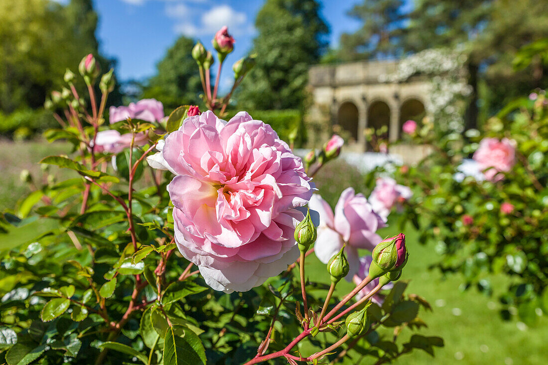 Nyman's Garden on Haywards Heath, West Sussex, England