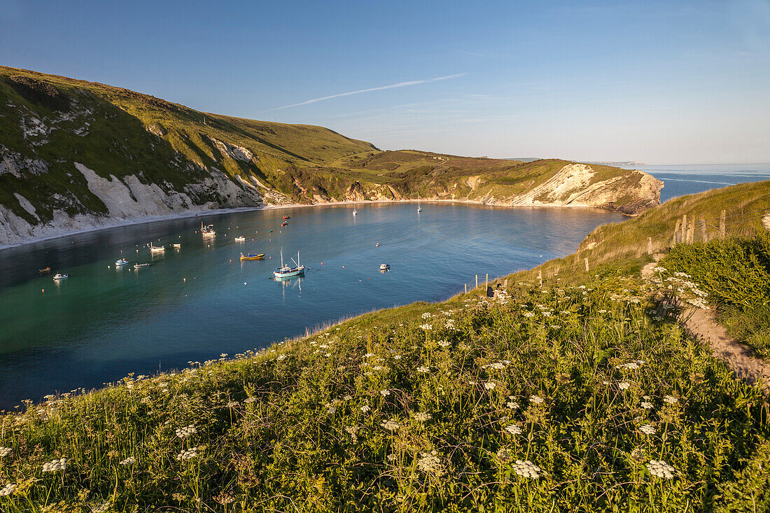 Blick auf die Küste und in die Bucht Lulworth Cove, Dorset, England