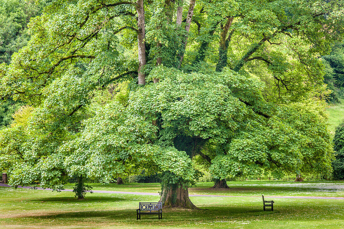 Maple in the park of Castle Combe Manor House, Wiltshire, England