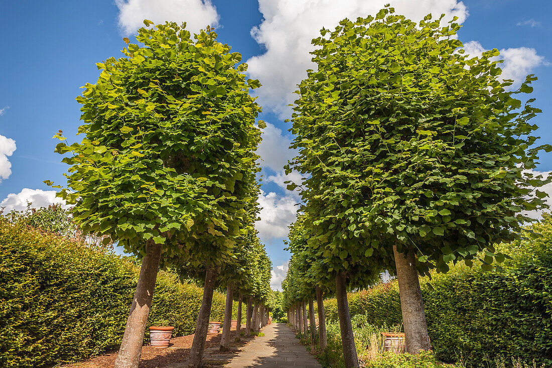 Avenue of trees in the Sissinghurst Castle Garden, Cranbrook, Kent, England