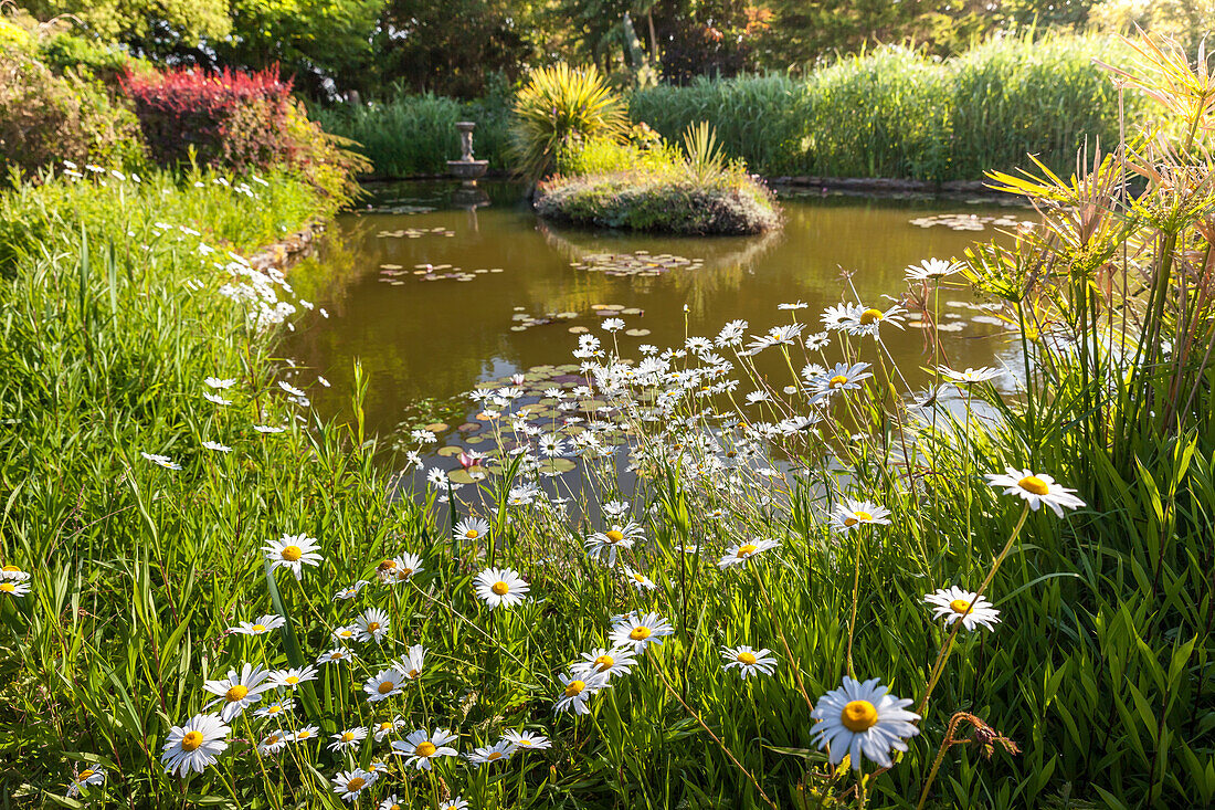 Gartenteich von Longcross Gardens, Port Isaac, Cornwall, England