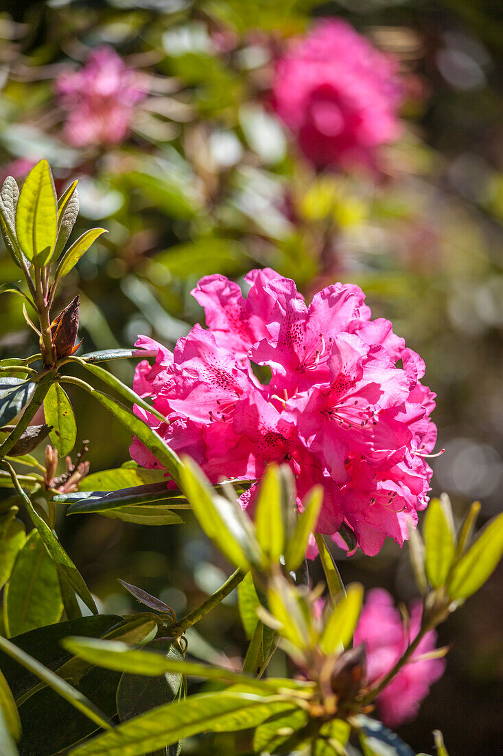 Rhododendren im Sheffield Park Garden, East Sussex, England