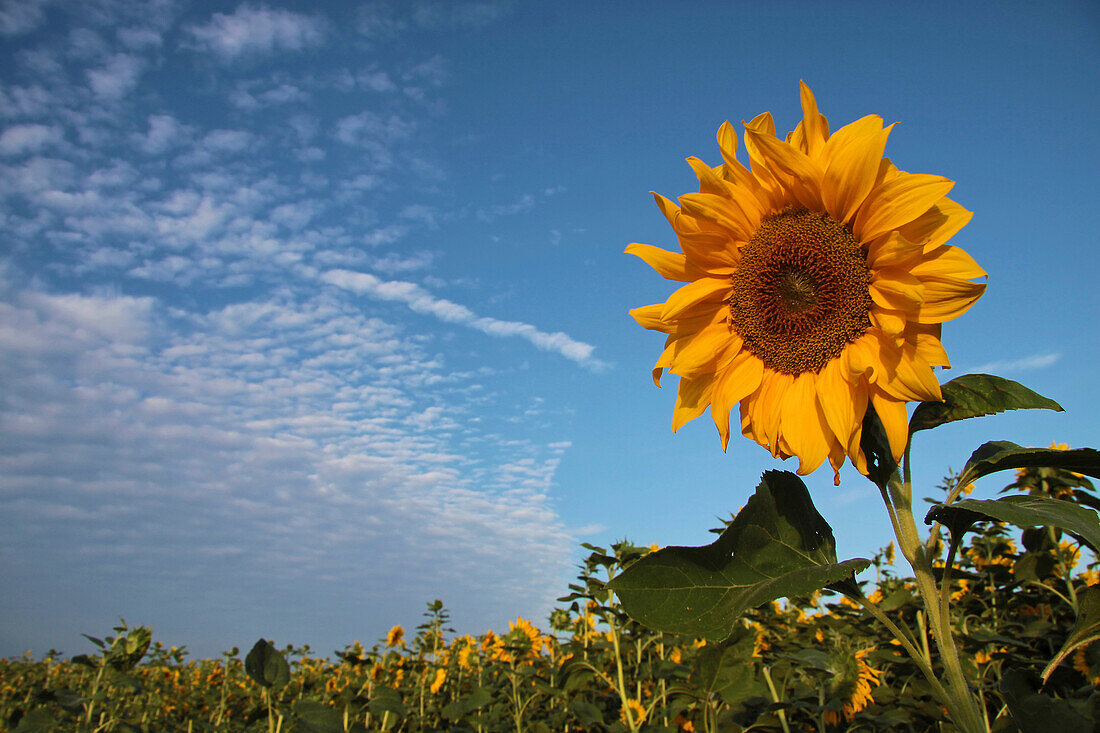 Sunflower field near Bad Camberg, Hesse, Germany