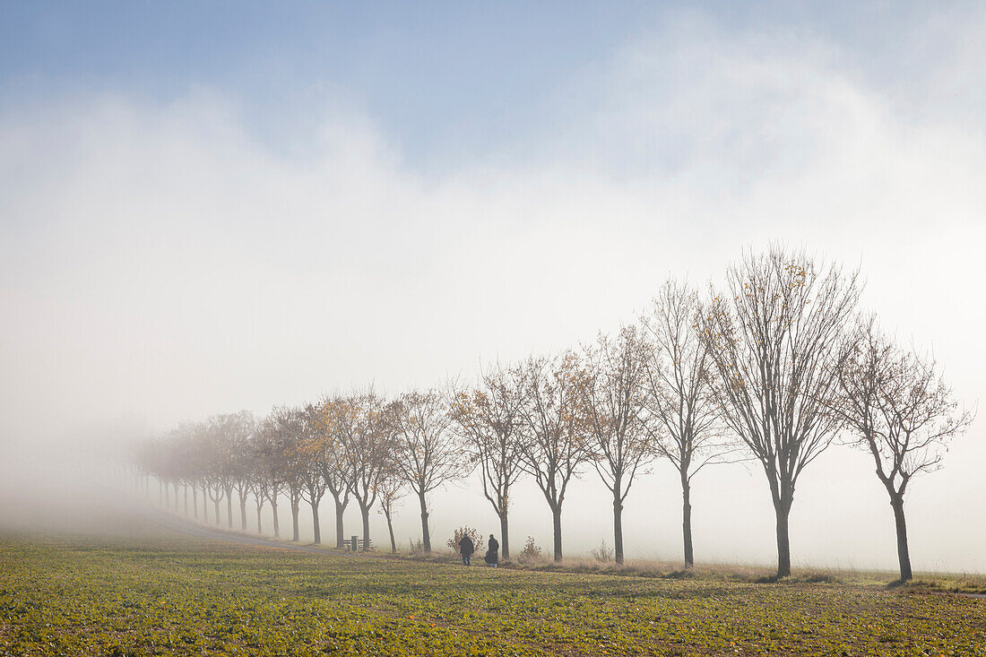 Avenue of trees to the Kreuzkapelle above Bad Camberg, Hesse, Germany