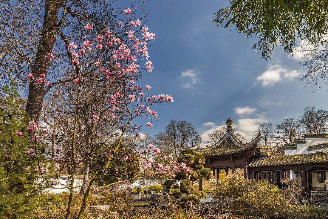 China-Garten in der Bethmanstraße, Frankfurt, Hessen, Deutschland