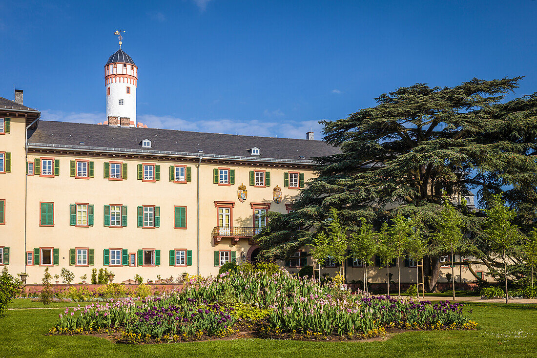 Castle of Bad Homburg in front of the height with the famous cedar of Lebanon, Taunus, Hesse, Germany