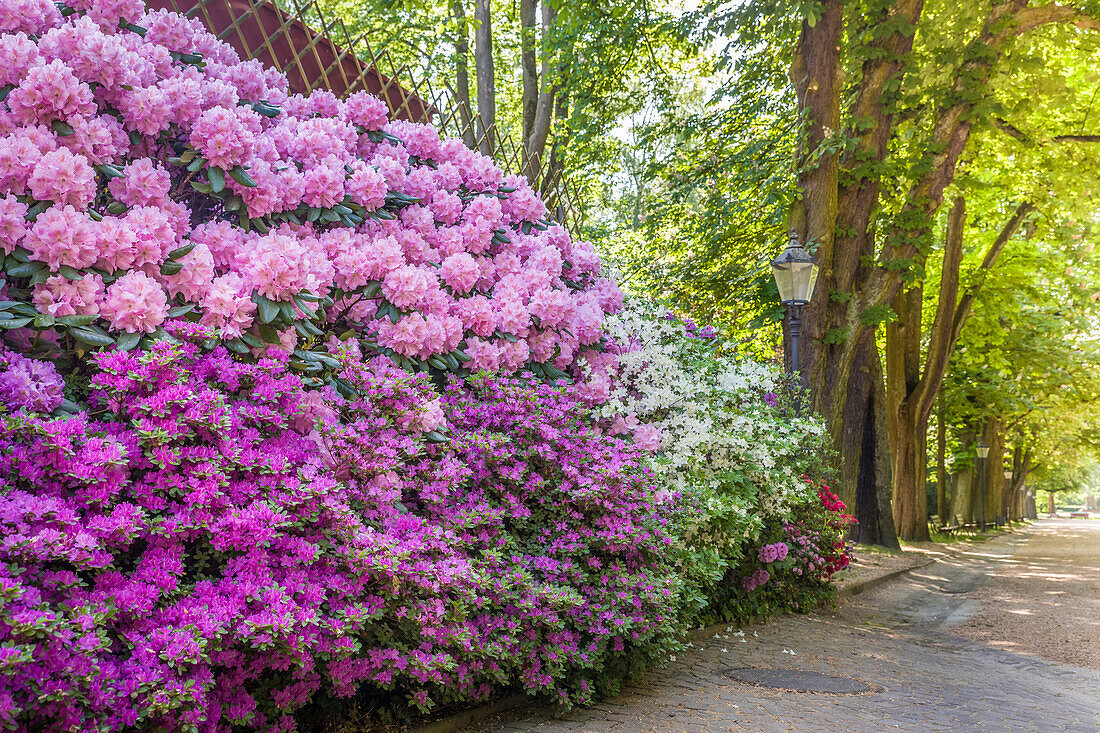 Rhododendrons on the fountain avenue in the spa gardens of Bad Homburg vor der Höhe, Taunus, Hesse, Germany