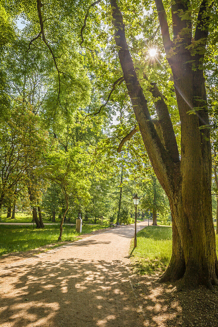 Early summer in the spa gardens of Bad Homburg vor der Höhe, Taunus, Hesse, Germany