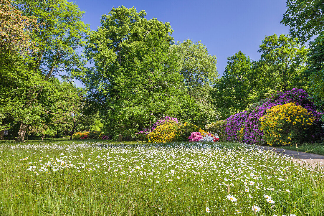 Blumenwiese im Kurpark von Bad Homburg vor der Höhe, Taunus, Hessen, Deutschland