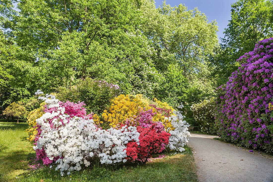 Early summer in the spa gardens of Bad Homburg vor der Höhe, Taunus, Hesse, Germany