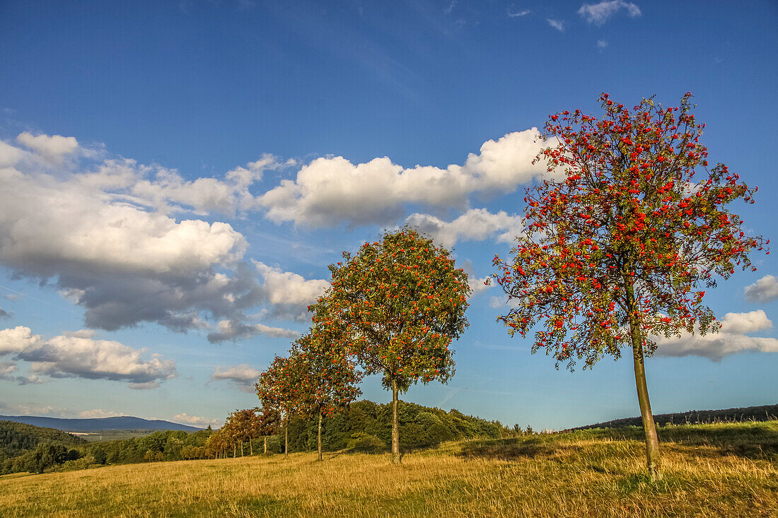 Row of rowan trees near Engenhahn, Niedernhausen, Hesse, Germany