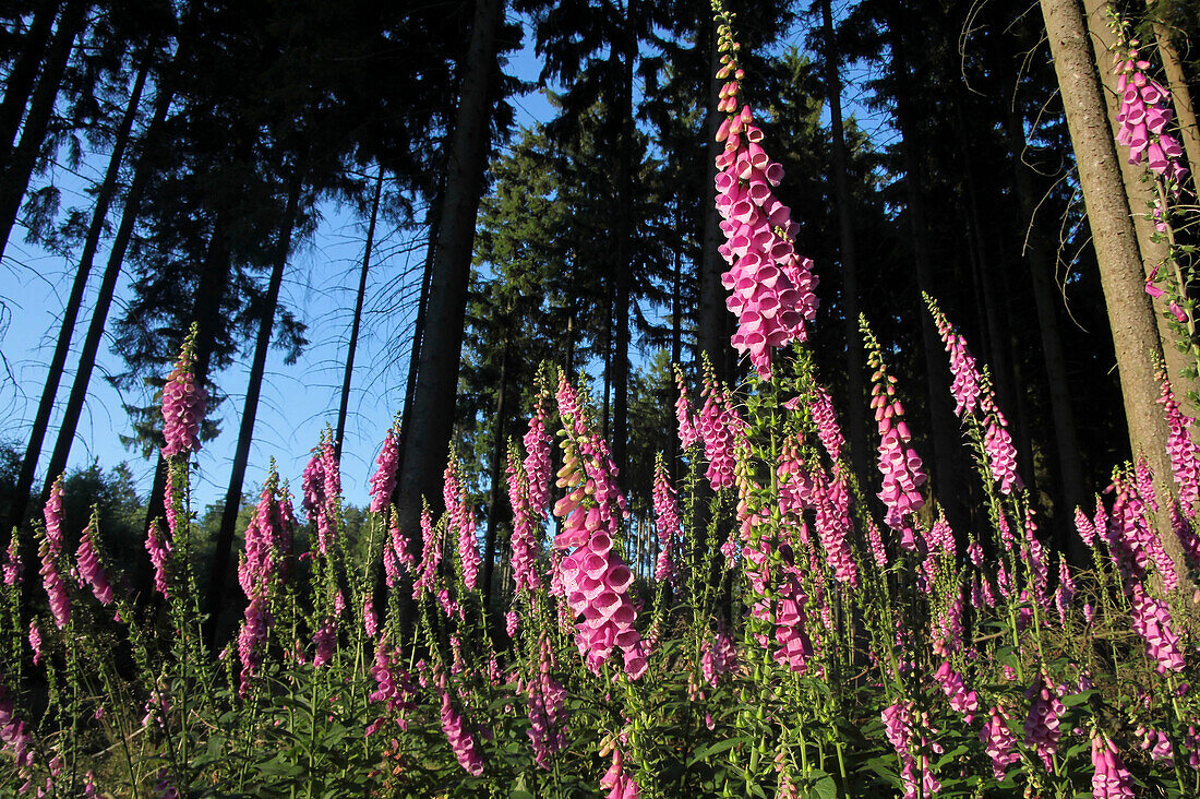 Roter Fingerhut (Digitalis purpurea) im Wald bei Engenhahn, Niedernhausen, Hessen, Deutschland