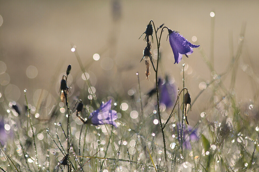 Bluebells in the early morning light in the meadow orchards of Engenhahn, Niedernhausen, Hesse, Germany