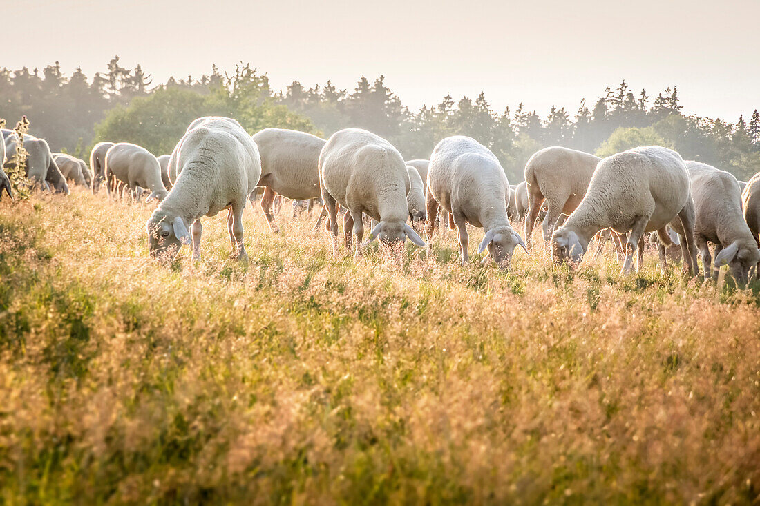 Schafherde im Naturpark Rheingau-Taunus, Niedernhausen, Hessen, Deutschland