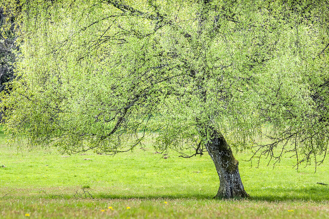 Birkenbaum im Frühling im Naturpark Rheingau-Taunus, Niedernhausen, Hessen, Deutschland