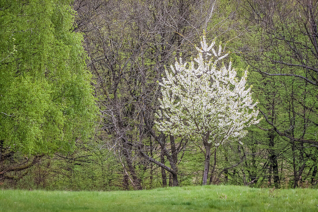 Frühlingsbäume im Naturpark Rheingau-Taunus, Niedernhausen, Hessen, Deutschland