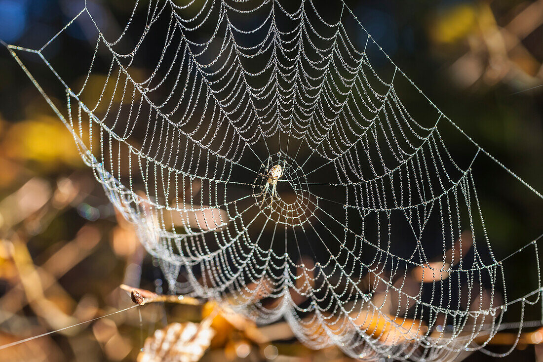 Spinnennetz mit Morgentau im Naturpark Rheingau-Taunus oberhalb von Engenhahn, Niedernhausen, Hessen, Deutschland
