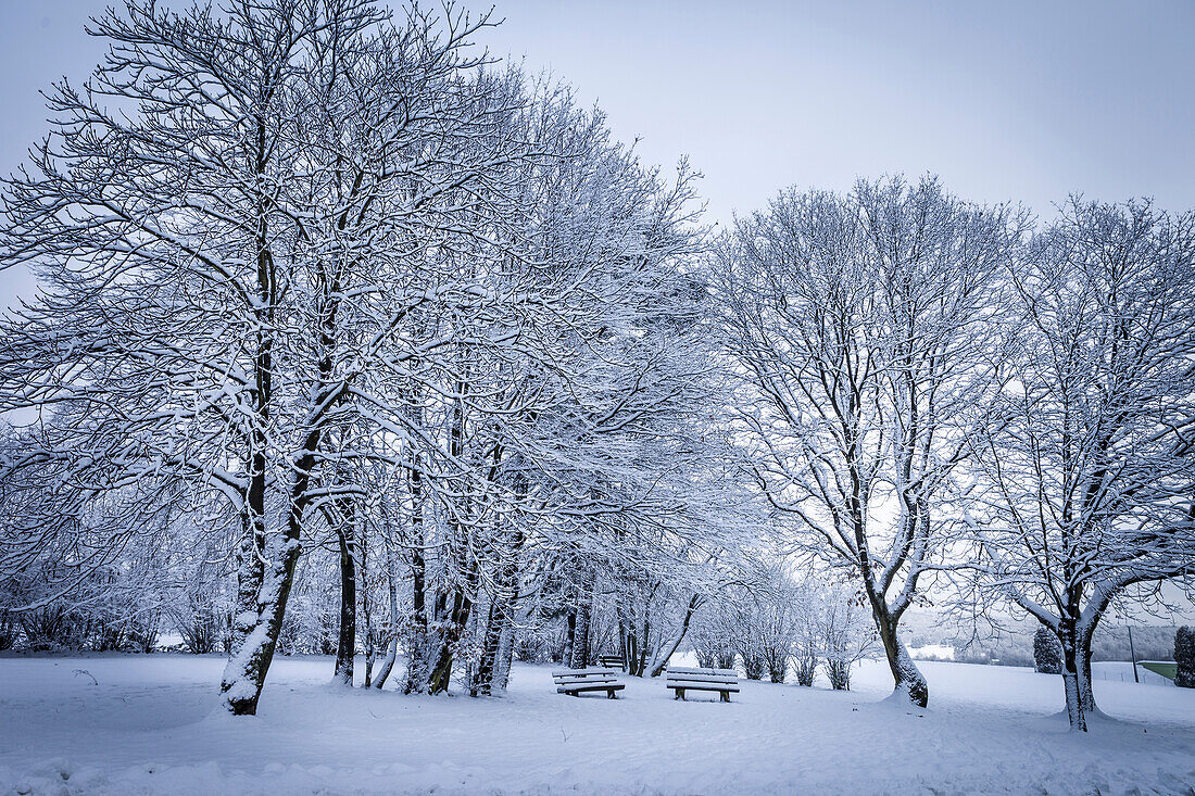 Verschneiter Winterwald im Naturpark Rheingau-Taunus bei Engenhahn, Niedernhausen, Hessen, Deutschland