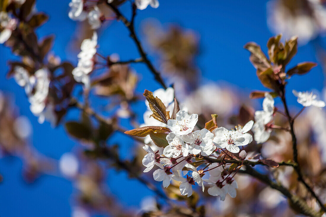 Kirschblüten in den Streuobstwiesen bei Engenhahn, Niedernhausen, Hessen, Deutschland
