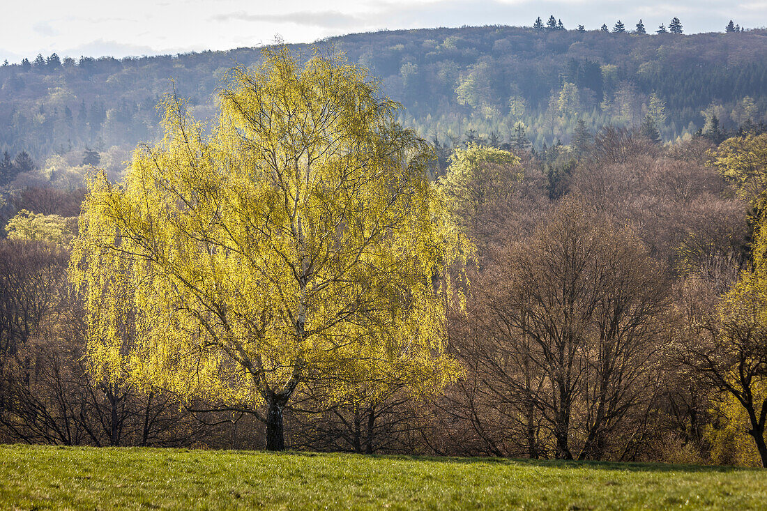 Die Birke trägt ihr leuchtendes Frühlingskleid, Niedernhausen, Hessen, Deutschland