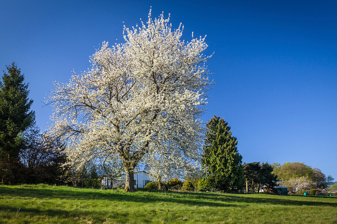Blossoming cherry tree above Engenhahn in the Taunus, Niedernhausen, Hesse, Germany