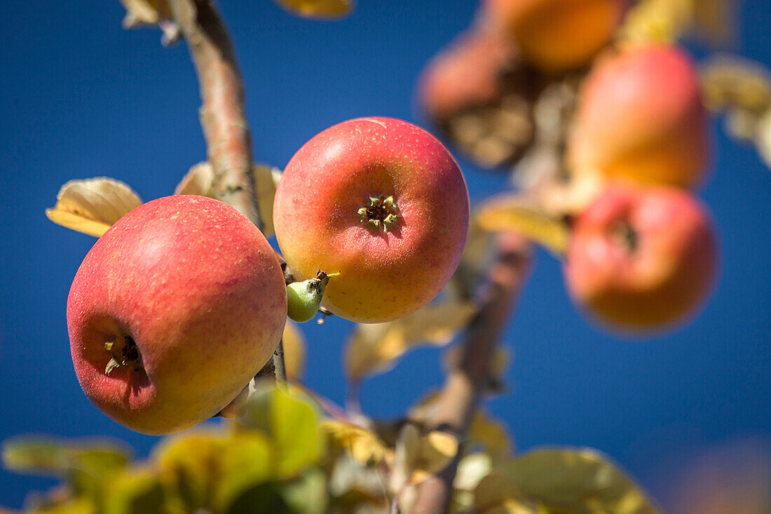 Reife Äpfel in den Streuobstwiesen bei Engenhahn, Niedernhausen, Hessen, Deutschland