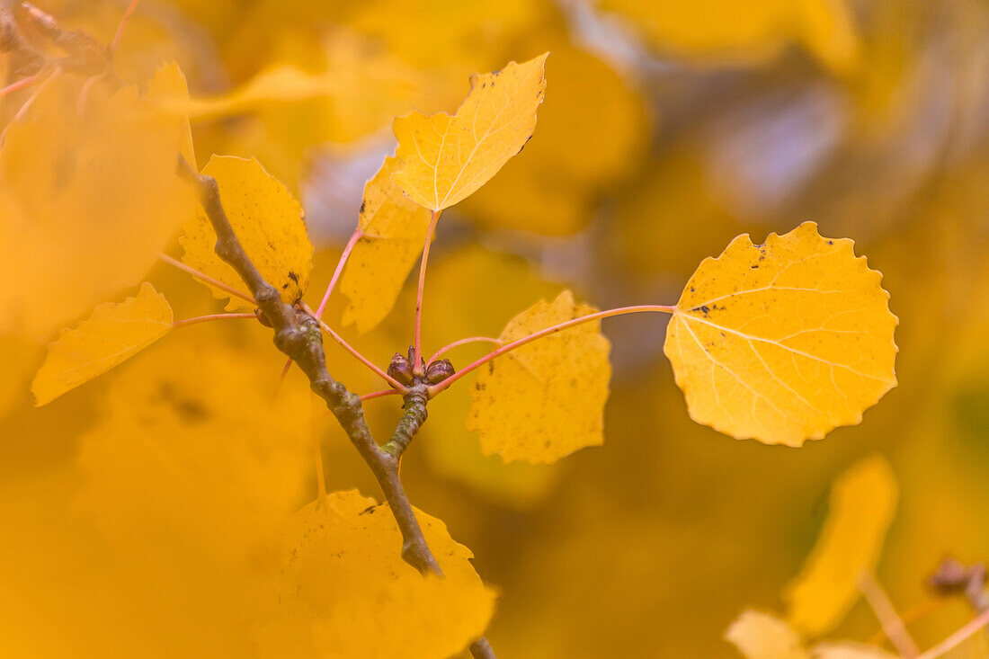 Yellow leaves of the aspen in the Taunus, Niedernhausen, Hesse, Germany