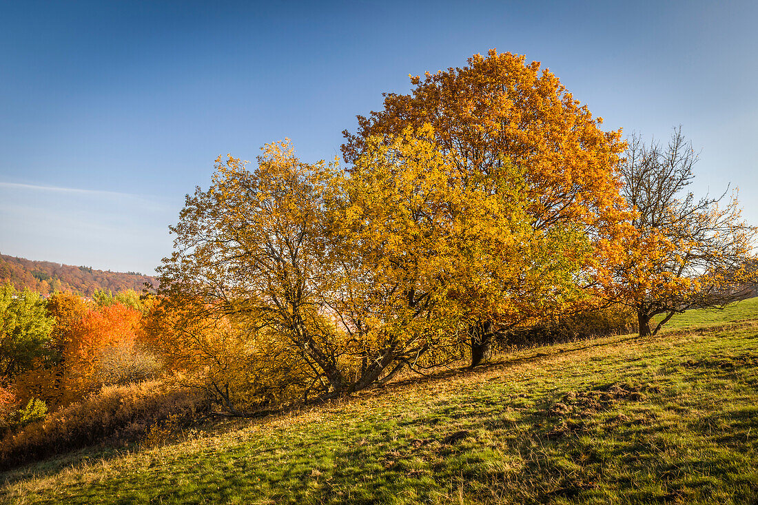 Autumn trees in the Rheingau-Taunus Nature Park above Engenhahn, Niedernhausen, Hesse, Germany