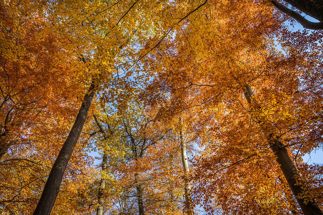 Herbstliche Buchenwälder im Naturpark Rheingau-Taunus bei Engenhahn, Niedernhausen, Hessen, Deutschland