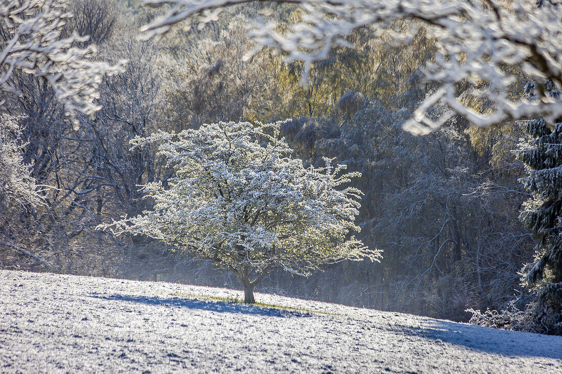 Später Schnee im April im Naturpark Rheingau-Taunus oberhalb von Engenhahn, Niedernhausen, Hessen, Deutschland