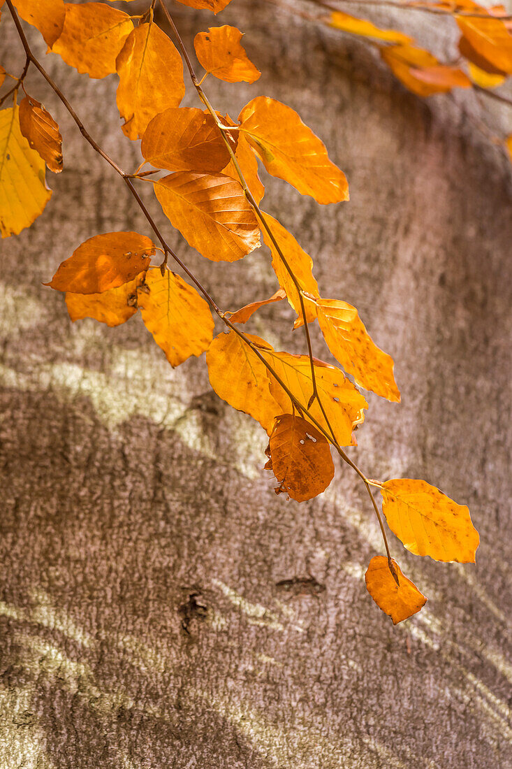 Herbstliche Blätter und Stamm einer Buche im Naturpark Rheingau-Taunus, Niedernhausen, Hessen, Deutschland
