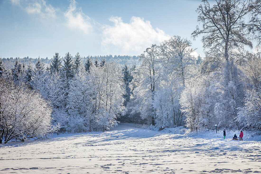 Winter forest in the Taunus near Engenhahn, Niedernhausen, Hesse, Germany