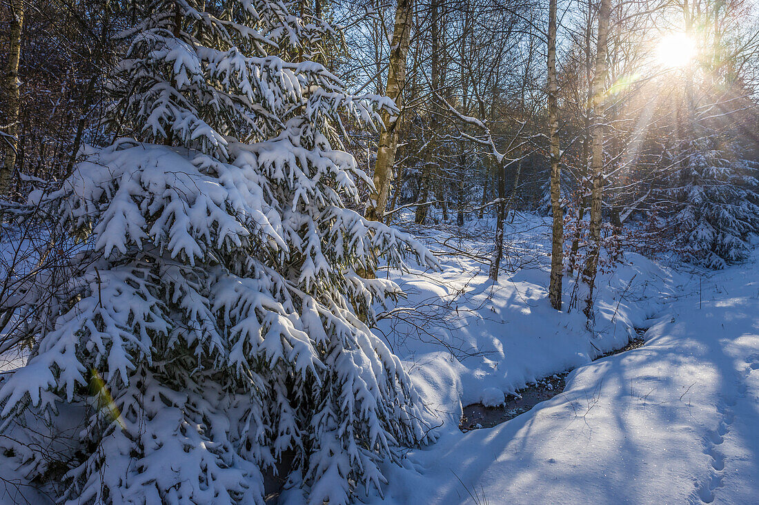 Tief verschneiter Winterwald im Naturpark Rheingau-Taunus bei Engenhahn, Niedernhausen, Hessen, Deutschland