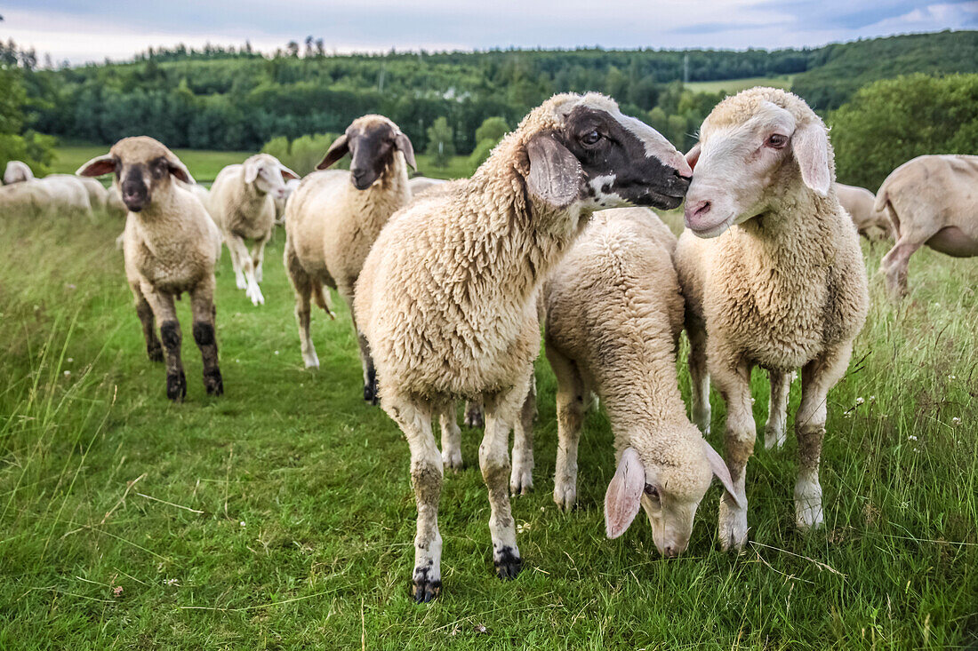 Herd of sheep in the Taunus near Engenhahn, Niedernhausen, Hesse, Germany