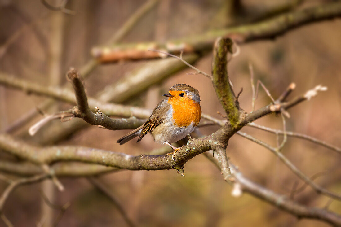 Rotkehlchen (Erithacus rubecula) auf winterlich kahlem Busch, Niedernhausen, Hessen, Deutschland