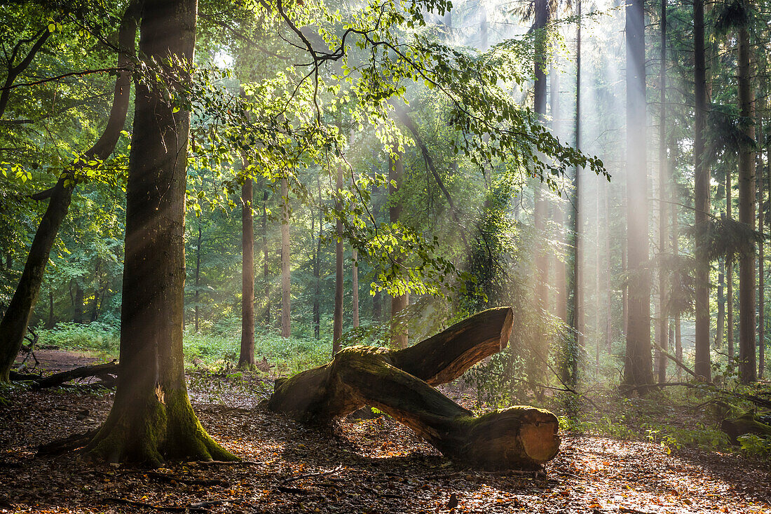 Rays of sunshine after the rain in the Taunus forest near Engenhahn, Niedernhausen, Hesse, Germany