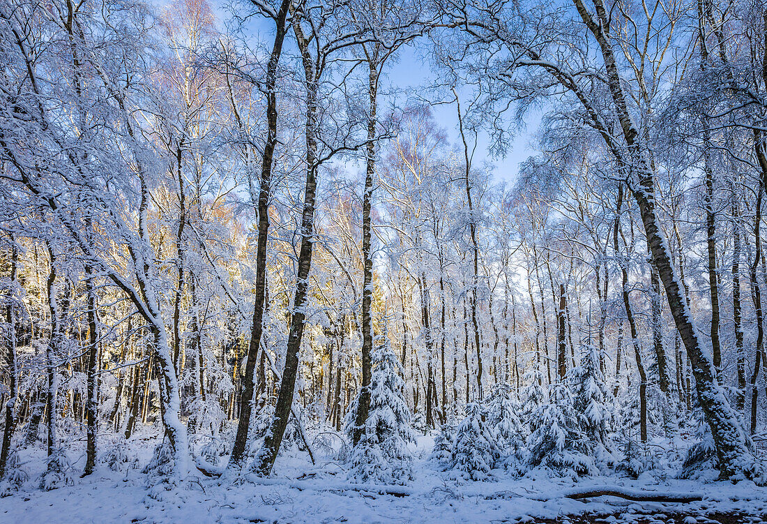 Tief verschneiter Winterwald im Naturpark Rheingau-Taunus bei Engenhahn, Niedernhausen, Hessen, Deutschland