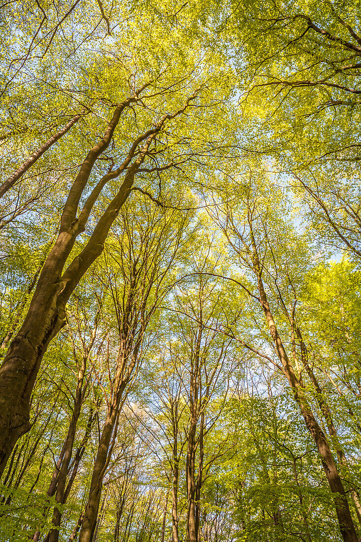 Beech forest in spring near Engenhahn in the Taunus, Niedernhausen, Hesse, Germany