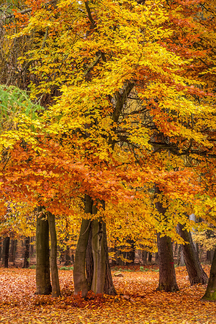 Herbstliche Buchenwälder im Naturpark Rheingau-Taunus bei Engenhahn, Niedernhausen, Hessen, Deutschland