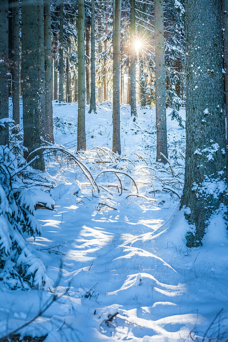 Winter sun in the spruce forest in the Taunus, Niedernhausen, Hesse, Germany