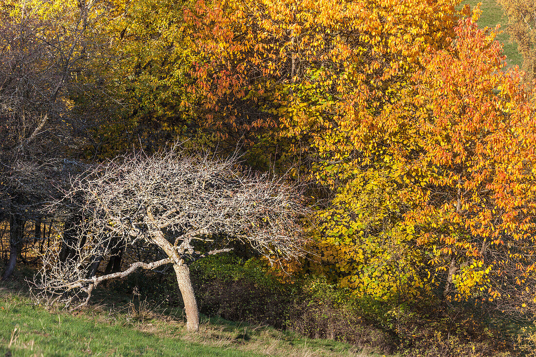Herbstliche Streuobstwiese bei Engenhahn im Taunus, Niedernhausen, Hessen, Deutschland