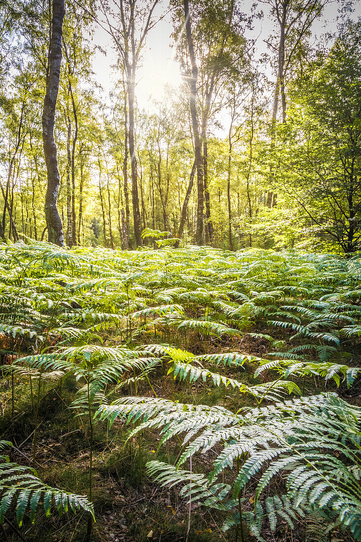 Birch forest with ferns in the Taunus near Engenhahn, Niedernhausen, Hesse, Germany