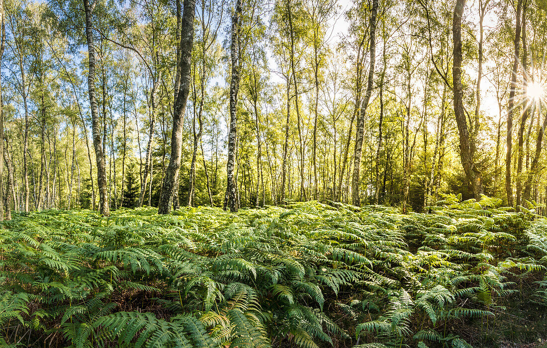 Birkenwald mit grünen Farnen, Niedernhausen, Hessen, Deutschland