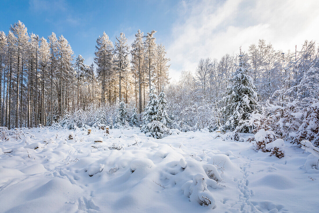 Verschneiter Winterwald im Naturpark Rheingau-Taunus bei Engenhahn, Niedernhausen, Hessen, Deutschland