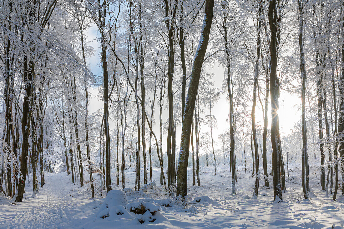 Wintersonne im verschneiten Wald im Naturpark Rheingau-Taunus bei Engenhahn, Niedernhausen, Hessen, Deutschland
